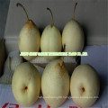 Chinese Fresh Ya Pear